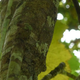 Illustration for article titled Reptile review! Now THATS Good Camouflage